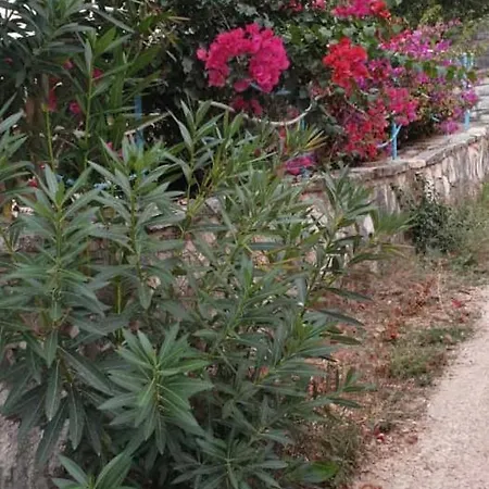 Hena Sarande